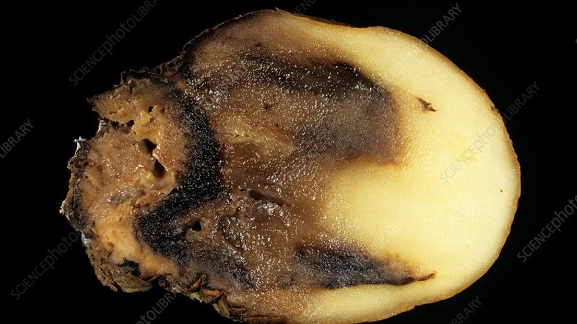 Bea 2801 patata buta.jpg